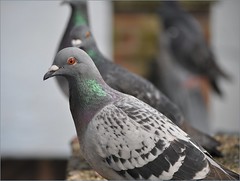 Pigeon friends