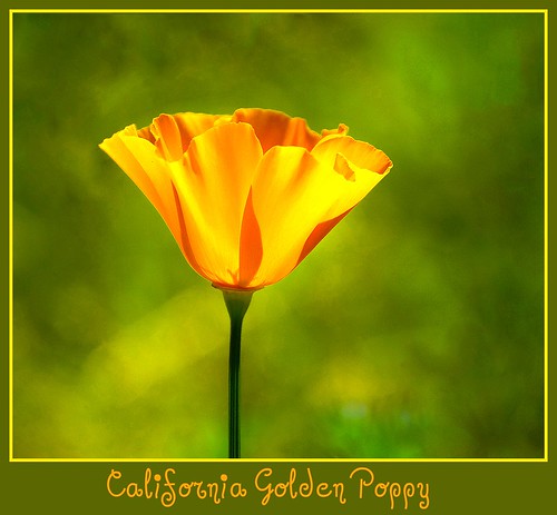 California State Flower - The Golden Poppy - D2X-3-31-11_4255