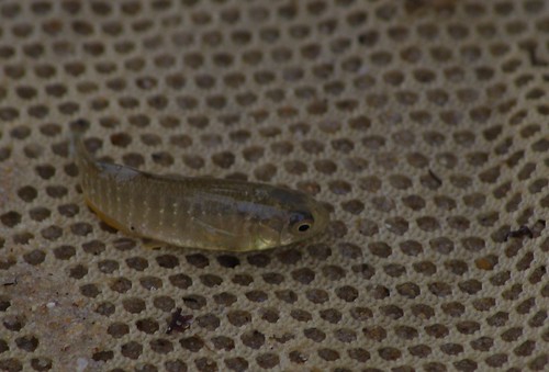 Mummichogs are one of several small fish in our estuaries