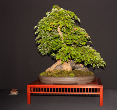 Enfield Bonsai Group Traders Show