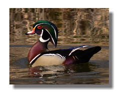 Ducks 2011