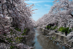 岩倉桜まつり - Cherry Blossom Festival - festival da cerejeira de Iwakura 