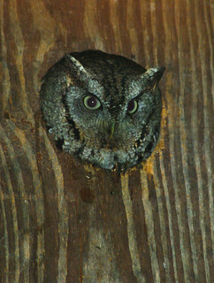 Eastern Screech Owl
(female)