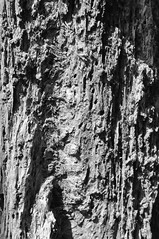 Bark, COlour and BW Conversion