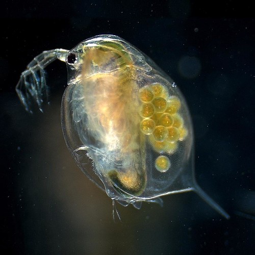 Female adult of the water flea Daphnia magna by Hajime Watanabe