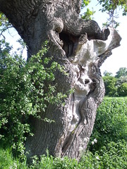 Erotic oak