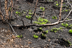 Swinley Forrest / Crowthorne Woods After the Fire