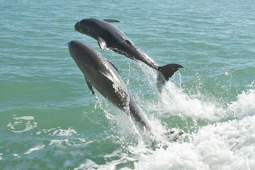 Dolphins in Pine Island Sound