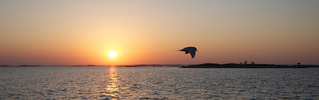 Arctic Tern at sunrise.