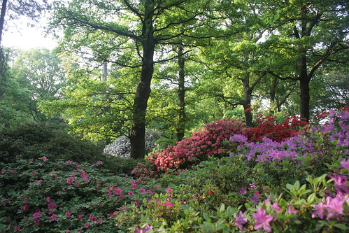 Isabella Plantation - rhododendrons in bloom