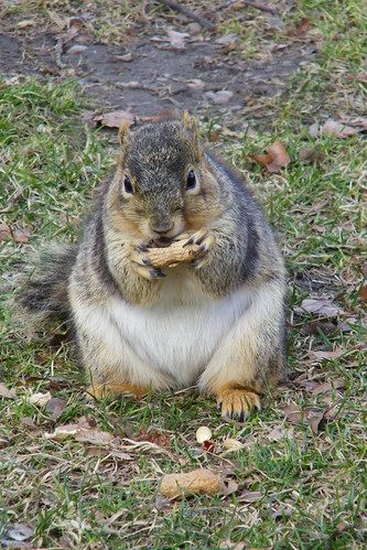 Squirrels at the University of Michigan in Spring