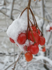 Berries Covered with Snow