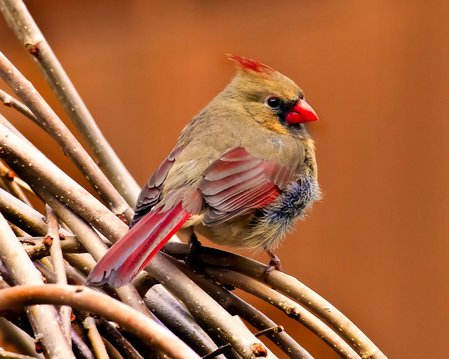 Female Northern Cardinal.