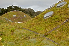 green living roof