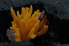 Fungi Growing on Wood