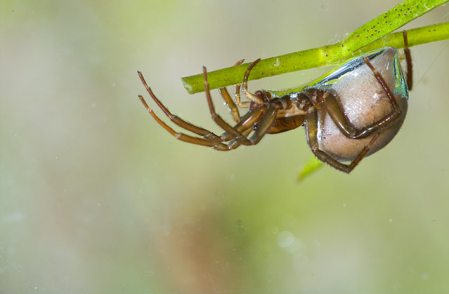 female water spider on plant