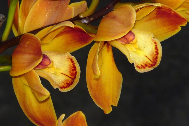 Cymbidium Wallacia 'Burnt Orange' hybrid orchid 