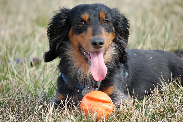 long haired dachshund for sale