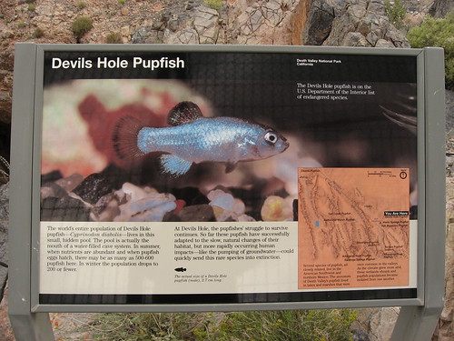 The Devils Hole Pupfish
