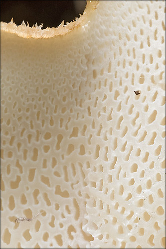Трутовик чешуйчатый (Polyporus squamosus) Автор: Amadej Trnkoczy (Slovenija)