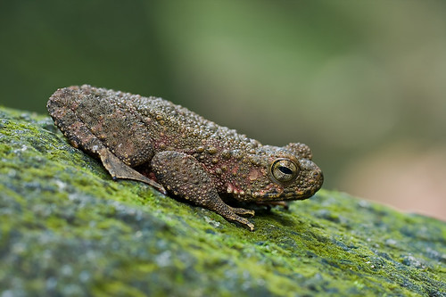 River Toad, <i>Phrynoidis aspera</i> , natural light shot. IMG_1298 copy