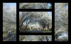 2011.04.14; Thompson Park Blossoms