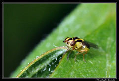 Diptera/Chloropidae