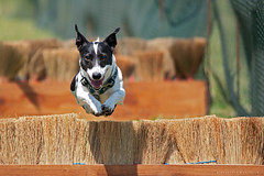 Jack Russell Race