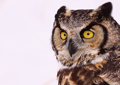 Owls & Birds of Prey