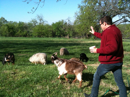 Adam herding goats