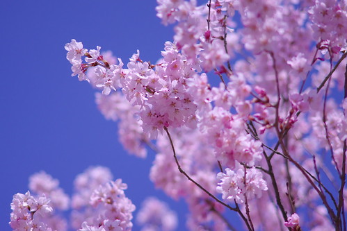 荒神山の桜 by kazu.n