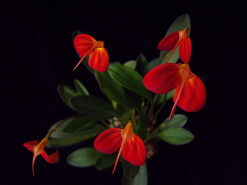 Masdevallia ignea - Flores de Colombia – Un Sitio de Bargas, Samuel – Liberman, Marisa