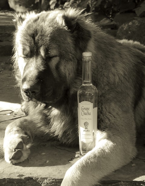 Caucasian mountain dog | Flickr  Photo Sharing!