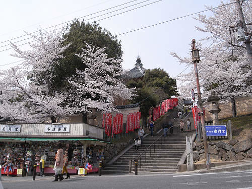 奈良公園の桜など-01