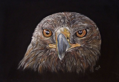 Eagle, Charcoal Drawing