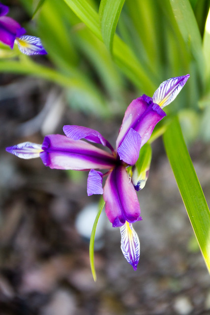 Siberi võhumõõk / Iris sibirica / Siberian iris
