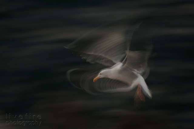 Gull Landing