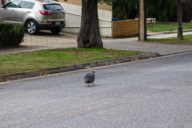 Why did the bird cross the road?