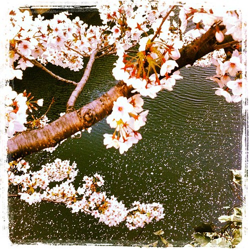 Cherry blossom petals floating soundlessly into the river.