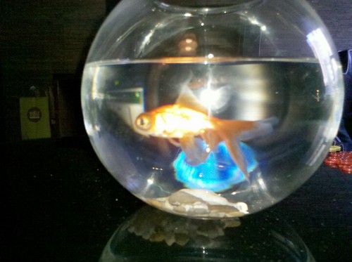 We have a goldfish in our room. Crazy little 'feature' and the kids love it!