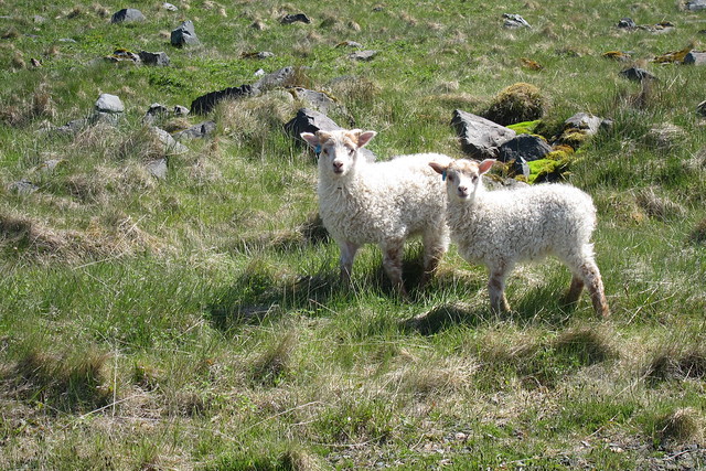 Lambs!