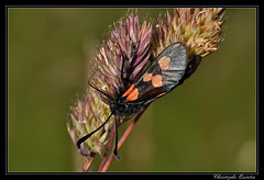 Lepidoptera/Zygaenidae