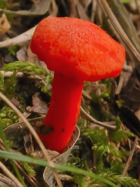 Cuivre River State Park, near Troy, Missouri, USA - small orange mushroom