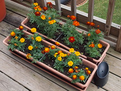 2011 Deck Garden Week Three
