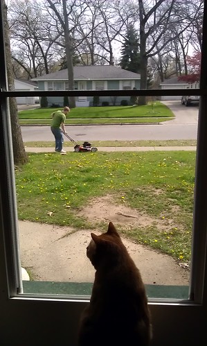 Leki is supervising @ckarath's lawn mowing