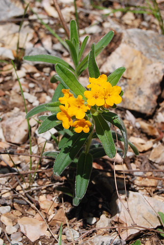 Hoary Puccoon, Lithospermum canescens