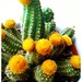 Pompom cactus