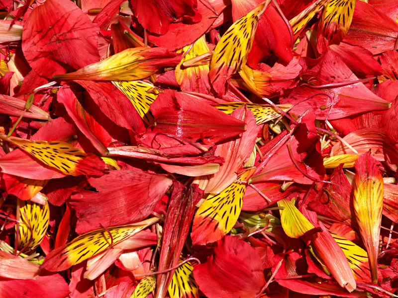 Petals for Corpus Christi Flower Carpets, La Orotava