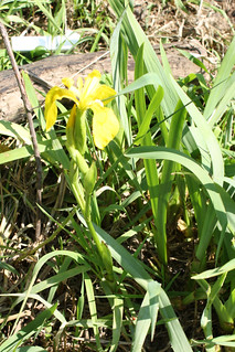 Yellow Iris plant