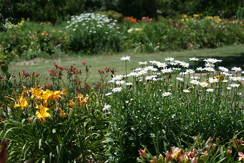 daylilies and Daisy 'Becky'